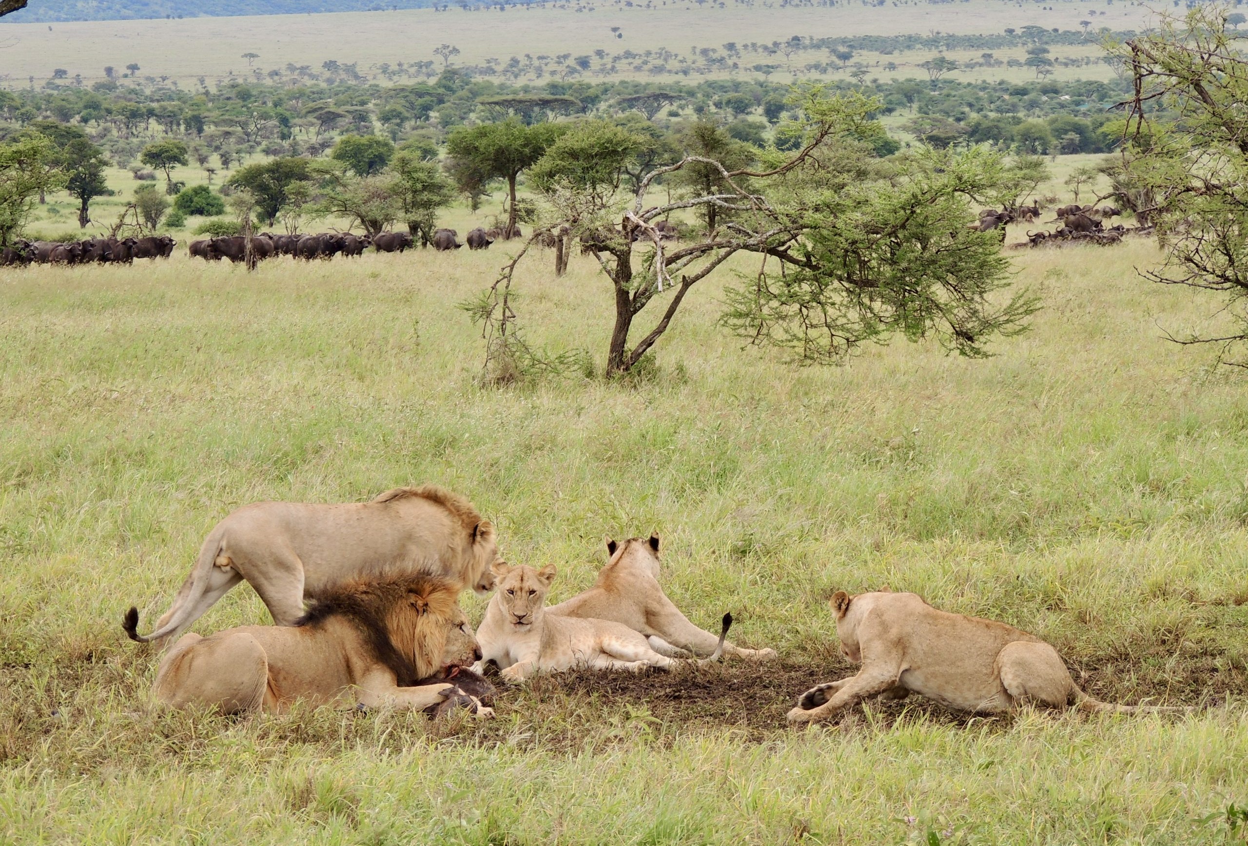 4 days Tanzania safari