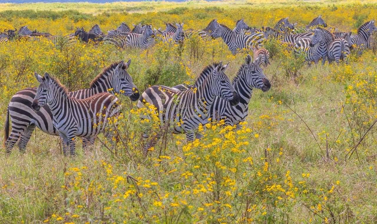 6  Days Tarangire , Serengeti & Ngorongoro Crater