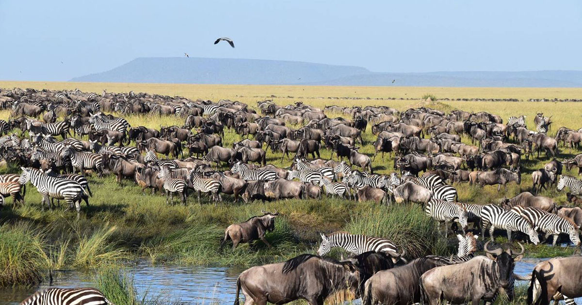  Ngorongoro Crater 