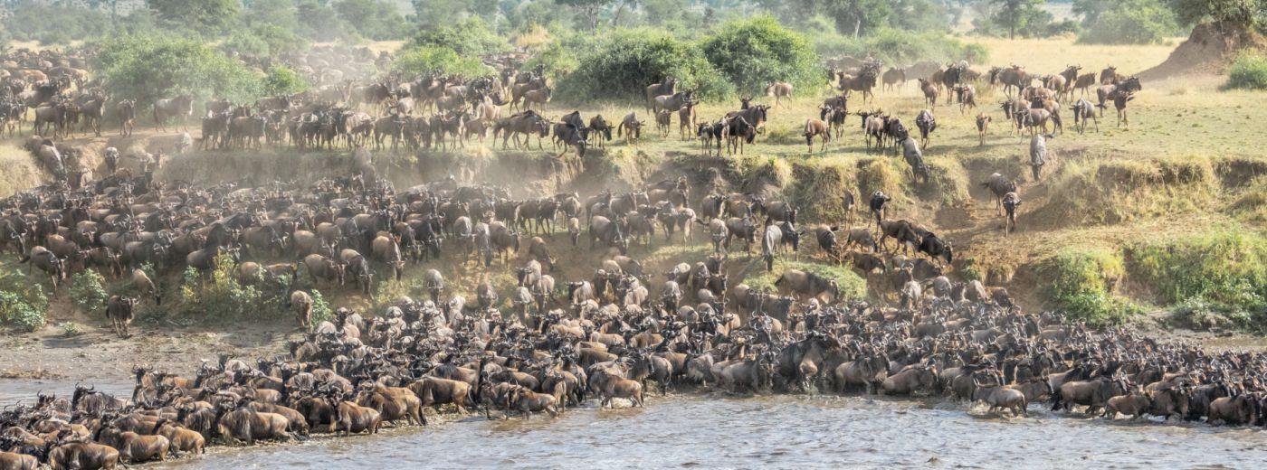  Serengeti Migration