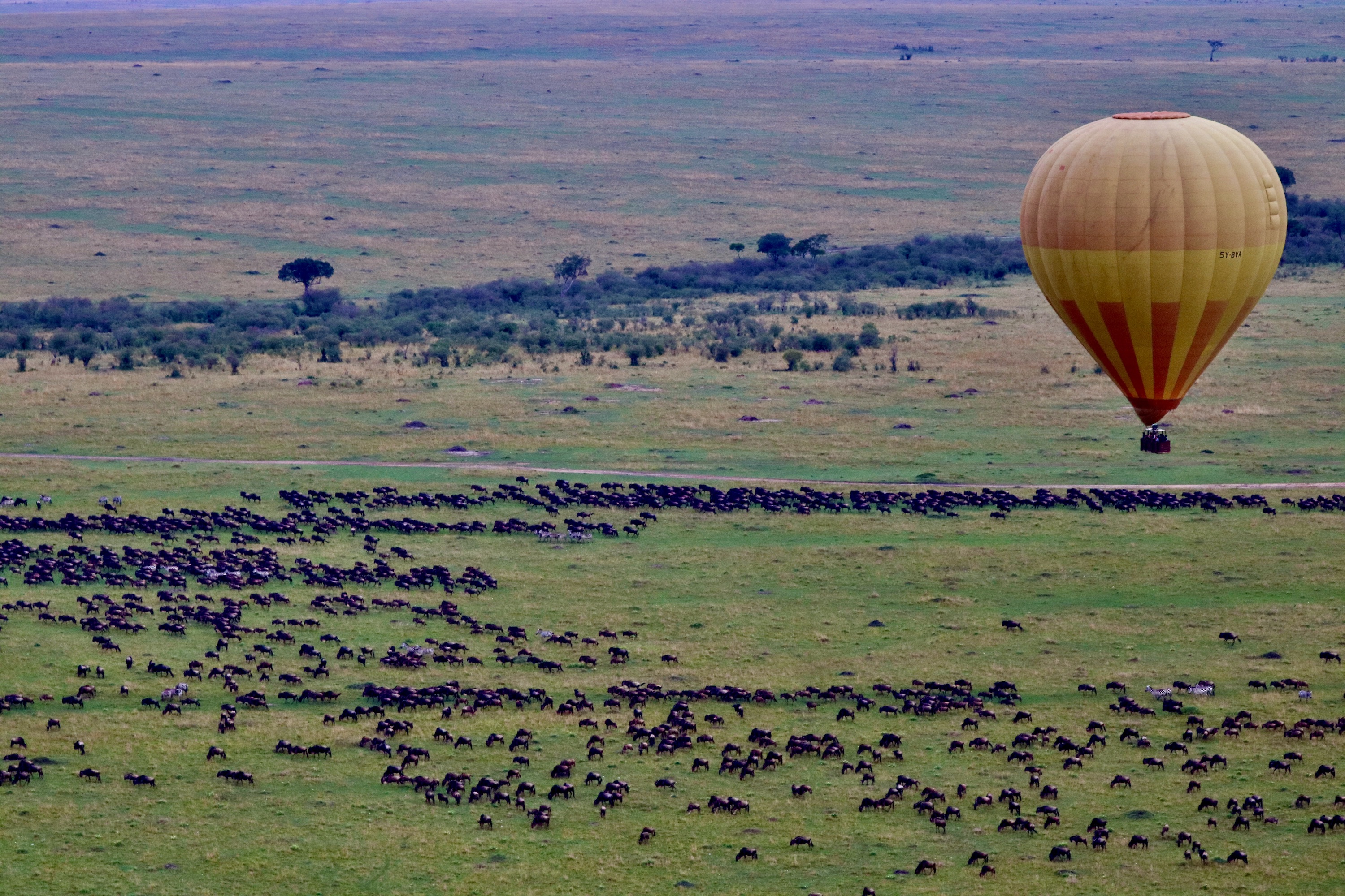 Tanzania safaris