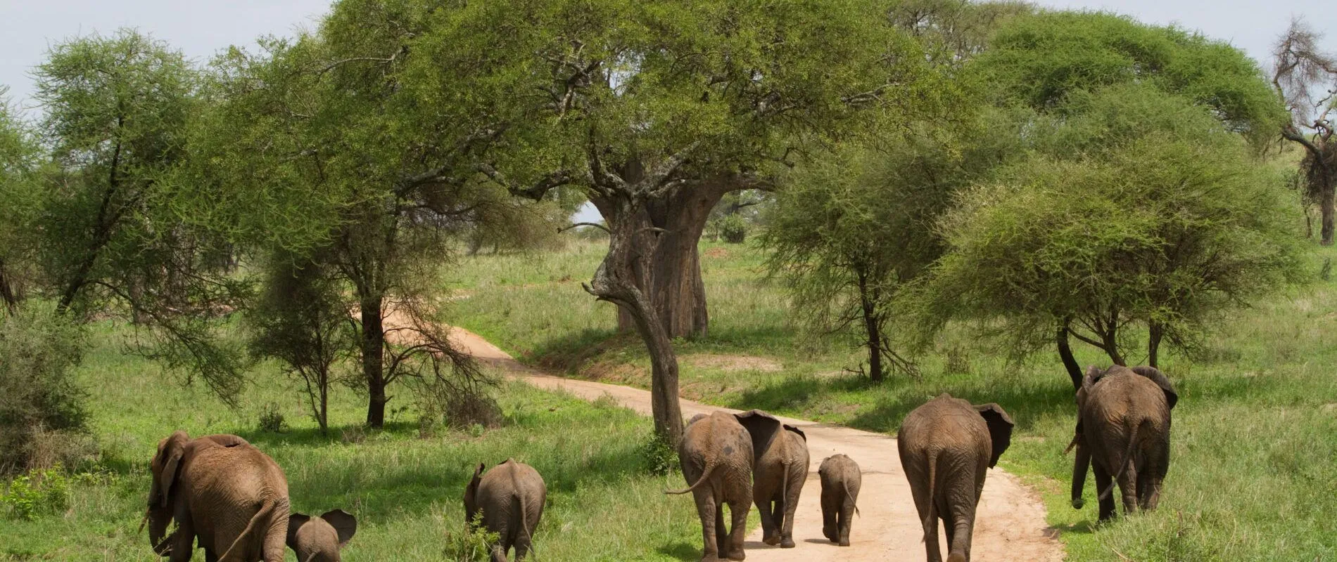  Tarangire Natinal park 